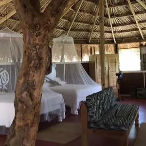 Moringa Ingadi , Treasure Beach Jamaica